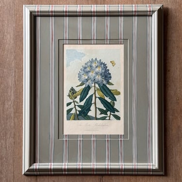 19th C. Diminutive Engraving of Dr. Robert Thornton Hand-Colored Floral Botanicals of The Pontic Rhododendron in Gusto Painted Frame