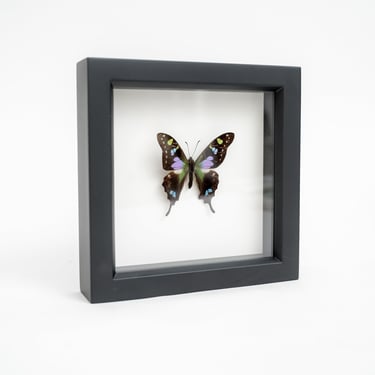 Black Framed Purple Mountain Swallowtail Butterfly
