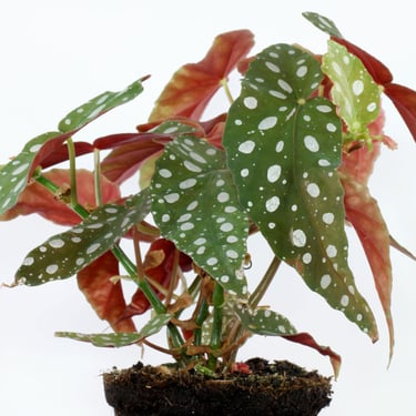 begonia / maculata