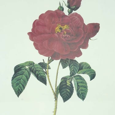 Hotel Pennsylvania Framed Pierre-Joseph Redouté Floral Reproduction Print