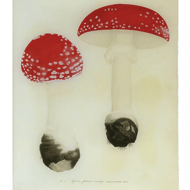 John Derian | Mushrooms (Plate 18) 11 x 14 Rect. Tray