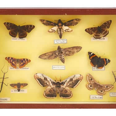 Vintage Specimen Collection