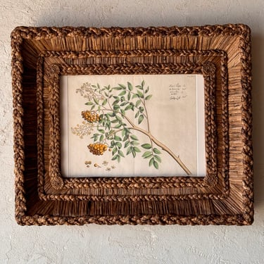 Gusto Woven Frame with Hendrik Adriaan van Rheede tot Drakenstein Hand-Colored Engraving from Hortus Malabaricus LVI