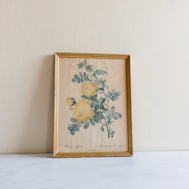 vintage french "rosier jaune" framed print by Redouté