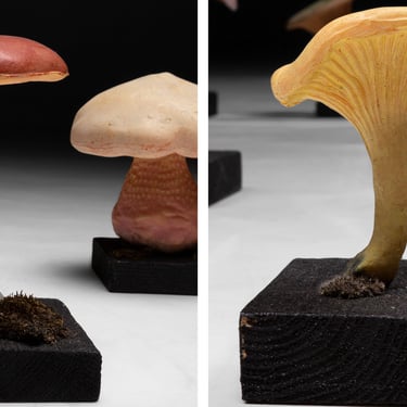 Set of (18) Fungi Models