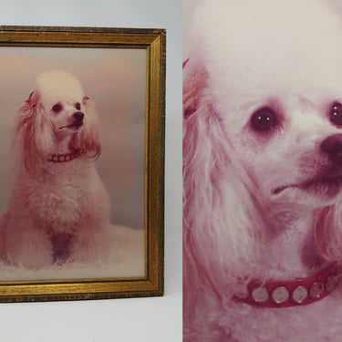 Vintage Pink Poodle Framed Photograph - Vintage Dog Art - Vintage Dog Photograph 
