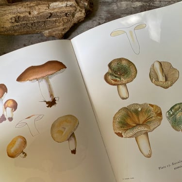 1971 Exotic Mushrooms Book By Henri Romagnesi, Great Art Reference, Mushroom Lovers Illustrations, Sterling Publications 