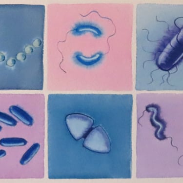 Bacteria in Pink and Blue - original watercolor painting - microbiology art 