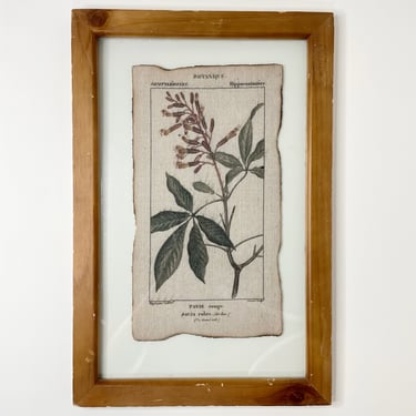 Antique Wall Hanging | Framed Piece of Botanical Print on Dyed Burlap | Home Decor Wall Art from 1800's in UV Protected Glass Panes 