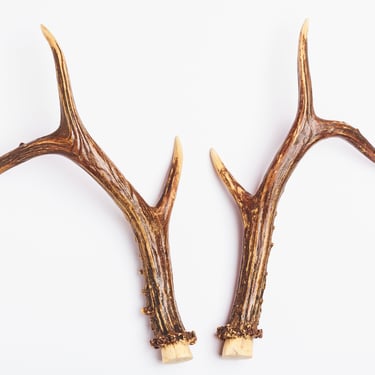 Natural gazelle antler horns Pair Two real animal horns decor Vintage taxidermy Raw Reindeer Roe antlers horns Material for home decor 