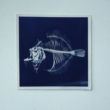 Fish Skeleton Cyanotype on Watercolor Paper (E)