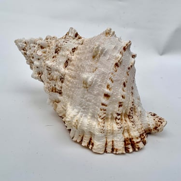 Large Conch Sea Shell in Cream with Beige Striping