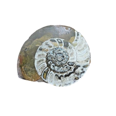 Ammonite Fossil Polished Disc 3.5" x 3" 