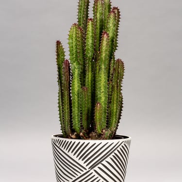 Large Planters: Made-to-Order in Black Clay