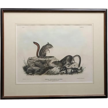 Original  1843 Antique JOHN JAMES AUDUBON Hand Colored Lithograph, Tamias Townsendii, Bachman Two Ground Squirrels V. 1, No. 4, Plate 20 