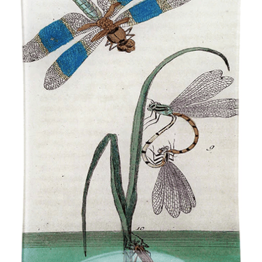 Dragonfly Over Water 4.5" X 6.5" Mini Tray