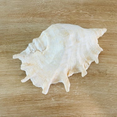 Vintage Large Conch Shell Sea Shell Natural Decor 