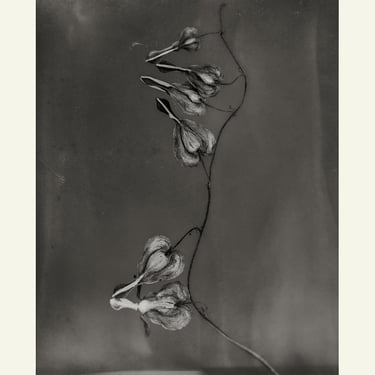 Eamonn J. McCabe | Flower Detail #14