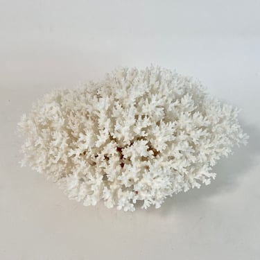 Large Natural White Lace Coral Specimen Beach Wedding Coastal Decor 