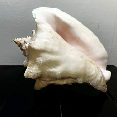Large Queen Horned Conch Shell 