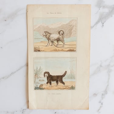 antique french hand coloured engraving "les chiens"