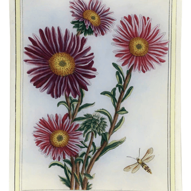 John Derian | Asters 10x13 Rect. Tray