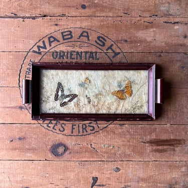 Vintage Butterfly Taxidermy Entomology Framed Tray 