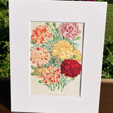 Carnations Print in White Matte