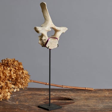 Mounted Vertebrae on Black Stand