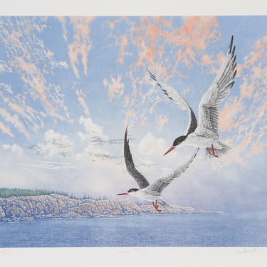 Chris Forrest, Common Terns, Lithograph 