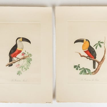 Vintage French Mid Century Toucan Bird Prints - a Pair