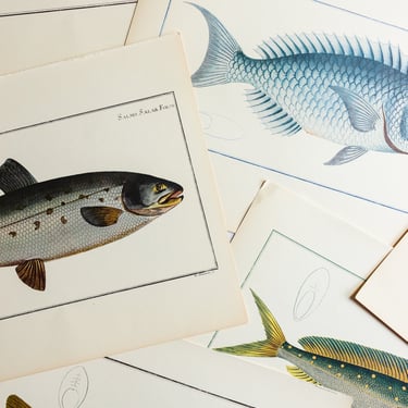 midcentury “des poissons” lithographs