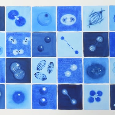 Blue Mitosis III - original watercolor of cell division - biology art 