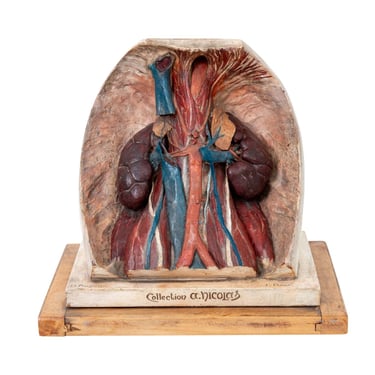 Polychrome Anatomical Model Kidneys