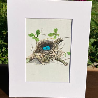 Wood Thrush Nest with Eggs Print in White Matte