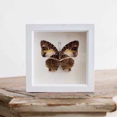 Framed Glorious Begum Butterfly