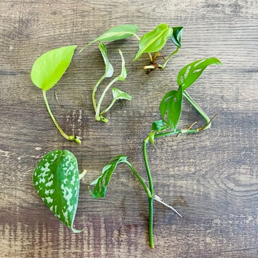Mystery Plant Cutting Bundle - unrooted house plants (pothos, philodendron, Hoya, scindapsis, etc.) 