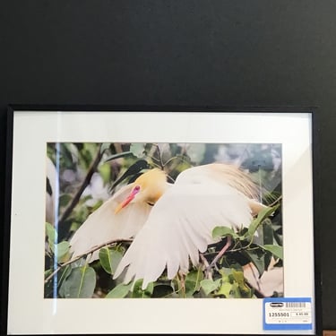 Nature Photo of Cattle Egret (Seattle)