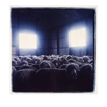 Michael Stuetz Untitled Photograph (Sheep)