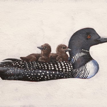 Kerry R. Thompson | Common Loon