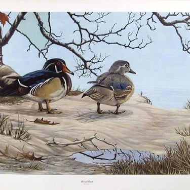 Richard Evans Younger, Wood Duck, Offset Lithograph 