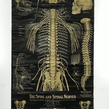 1914 Spine and Nerves Chart