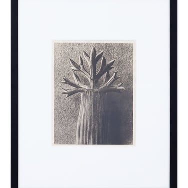 Vintage Blossfeldt Print - XIV