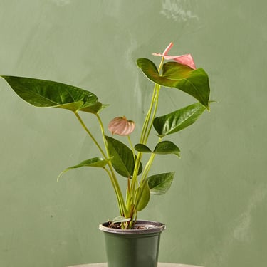 Anthurium 'Cobra'