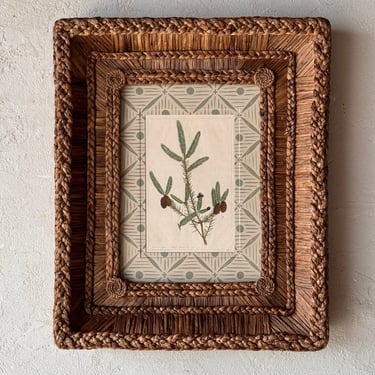 Gusto Woven Frame with Phillip Miller Engraving of Black Spruce Fir Tree circa 1807