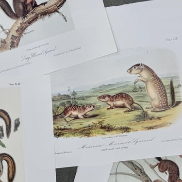 Vintage Lithograph Squirrels JW Audubon JT Bowen Hare Squirrel Long Haired Squirrel Soft Haired Squirrel John James Audubon Nature Print Art 