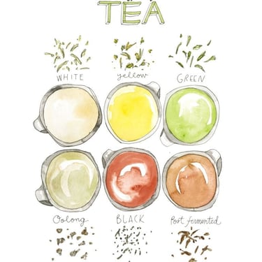 Types of Tea Watercolor Art Print