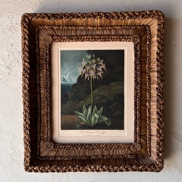Gusto Woven Frame with Dr. Robert Thornton Hand-Colored Floral Engraving of “The American Cowslip” XXI
