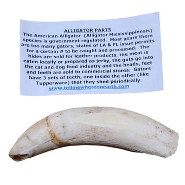 Giant 4" American Alligator Tooth Florida Specimen Necklace Jewelry Pendant M29 