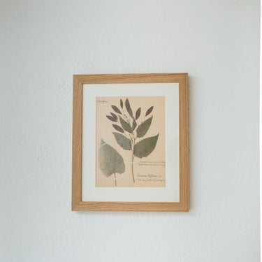 Framed Botanical Specimen No. 259